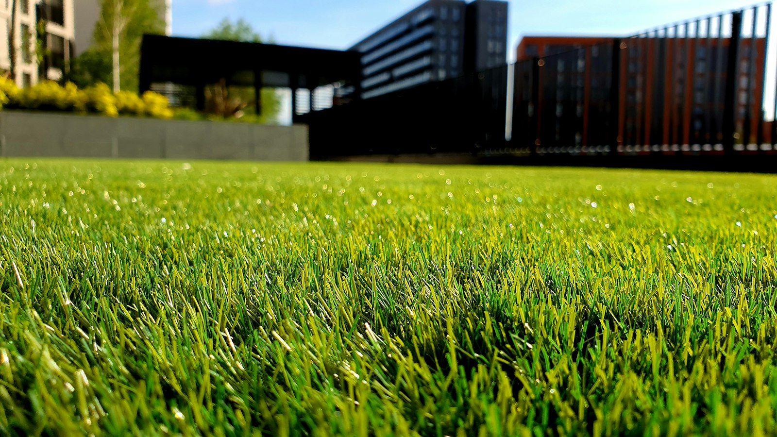 Low angle view of a freshly cut green lawn in bright sun with buildings behind
